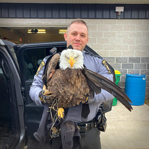 Troopers save injured bald eagle News, Sports, Jobs The Sentinel